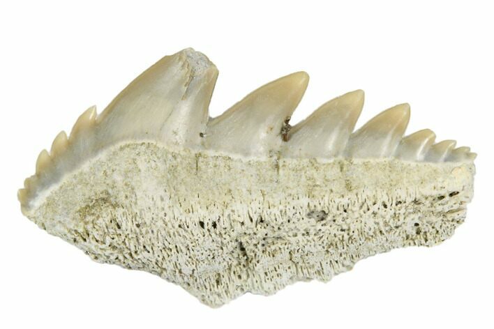 Fossil Cow Shark (Notorhynchus) Tooth - Aurora, NC #184322